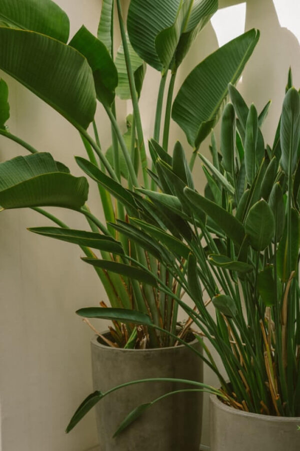 Spathiphyllum - 画像 (2)