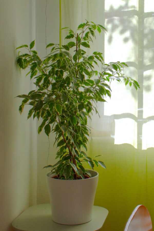 Aralia Ming - 画像 (2)