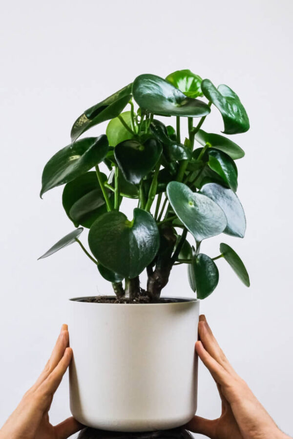 Ficus Decora Cabernet - 画像 (2)